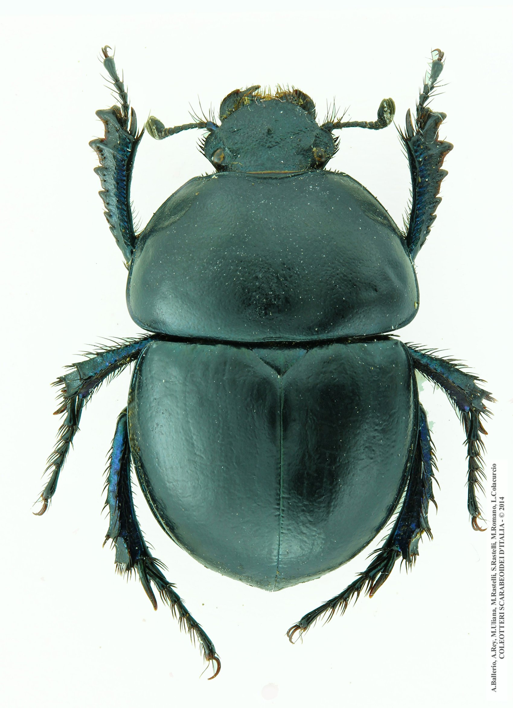 Jekelius brullei brullei, maschio